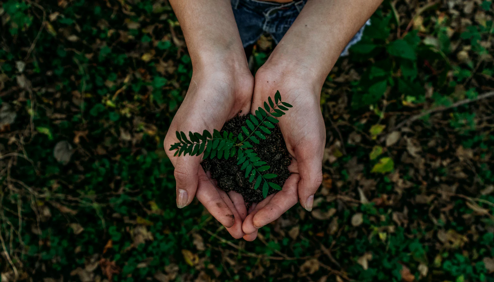 Cupped hands holding a young green plant